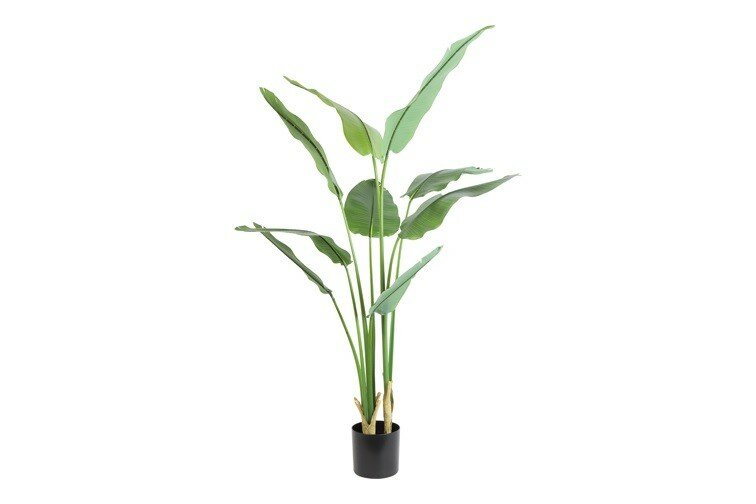 Strelitzia L80B32H180CM