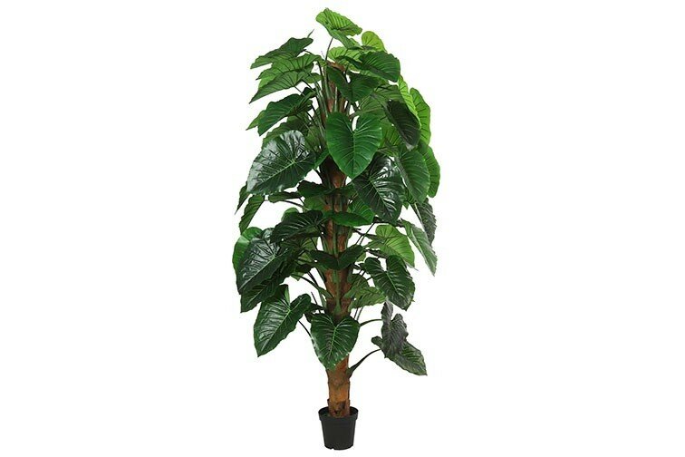 Monstera L90B90H240CM