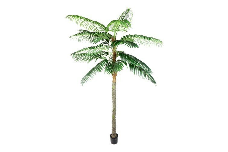 Cocos nucifera XL L220B220H300CM