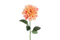 Dahlia zalm L15B15H72CM