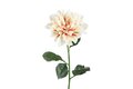 Dahlia cr&egrave;me L15B15H72CM