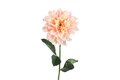 Dahlia l.roze L15B15H72CM